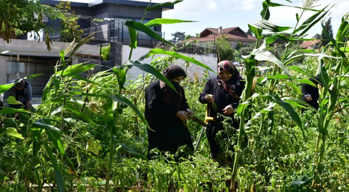 TUZLALI 65 YAŞ ÜSTÜ BÜYÜKLERİN ELLERİYLE EKTİĞİ MAHSULLER HASAT VERDİ